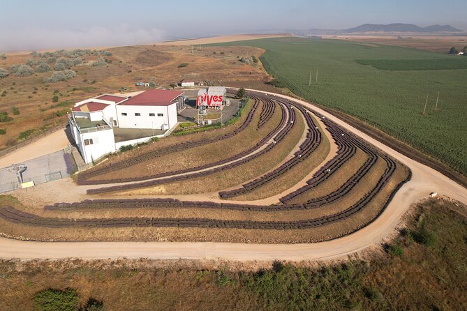 Aroma sampling of 5 Bulgarian Lavender varieties at DiVes Winery - Why Bulgarian Lavender Matters