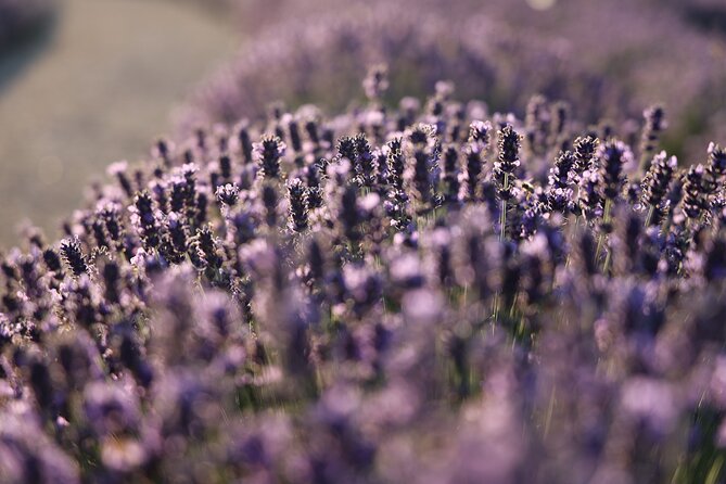 Aroma sampling of 5 Bulgarian Lavender varieties at DiVes Winery - Arriving at Simeon’s Hill