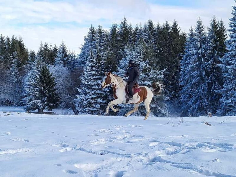 Borovets: Horse Riding Experience - Is $73 good value for 90 minutes?