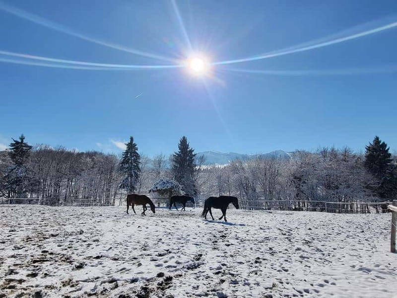 Borovets: Horse Riding Experience - Practical advice for a smoother ride