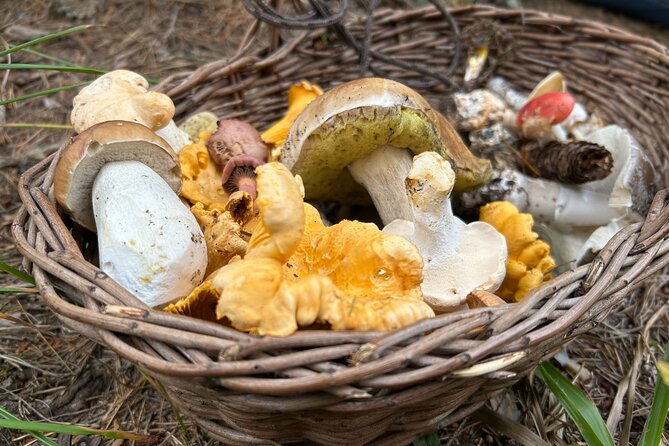 Culinary Adventure To The Fungi And Botanical Kingdom Of Bulgaria - Leaving Sofia for Lozen Mountain