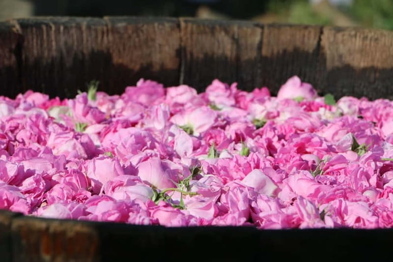 From Sofia: Rose Valley Tour & UNESCO Site Kazanlak - Why the Rose Valley makes a worthwhile day trip from Sofia