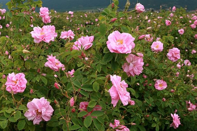 From Sofia:The Valley of the Roses&Koprivshtitsa Small Group Tour - Damascena: how Bulgarian rose oil is made