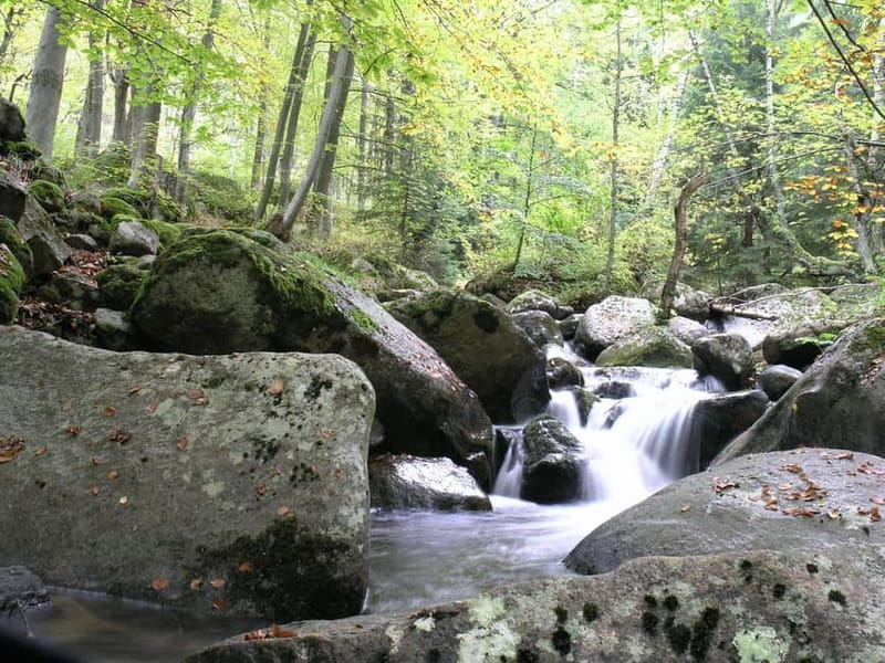 Full-Day Vitosha and Cherni Vruh Peak Hiking Tour - The descent through Torfeno Branishte Reserve