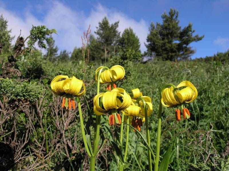Full-Day Vitosha and Cherni Vruh Peak Hiking Tour - What the $164 price really covers