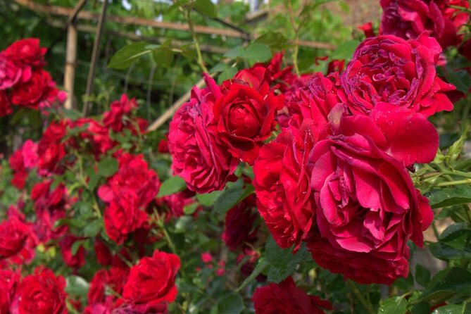 Kazanlak Full-Day Tour from Sofia - Rose Oil at Damascena Ethnographic Complex