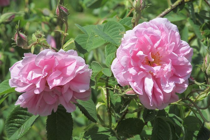 Kazanlak-Rose Valley-Valley of the Thracian Kings - private tour from Plovdiv - Key points to know before booking