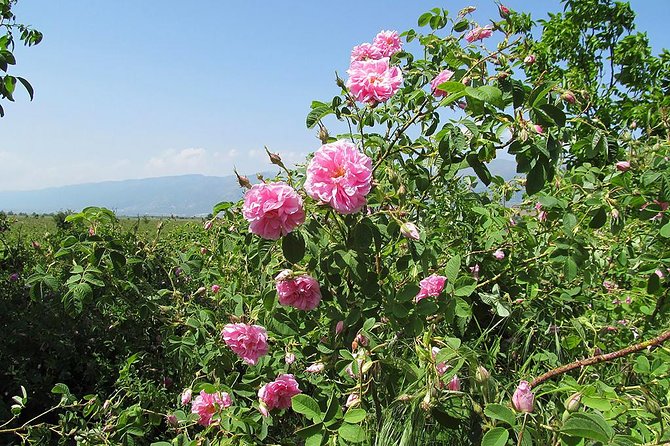 Kazanlak-Rose Valley-Valley of the Thracian Kings - private tour from Plovdiv - How the private format affects the experience