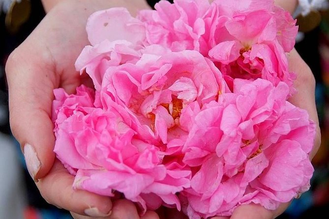 Picking Roses Workshop & Extracting Rose Oil in the Rose Valley - Five useful things to know before you go