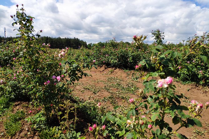 Private Access Rose Festival Kazanlak 05-07.06.2025 - Why Kazanlak’s Rose Festival matters