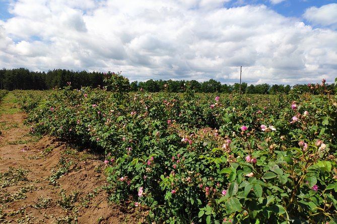 Private Access Rose Festival Kazanlak 05-07.06.2025 - Ten hours in Kazanlak during festival season