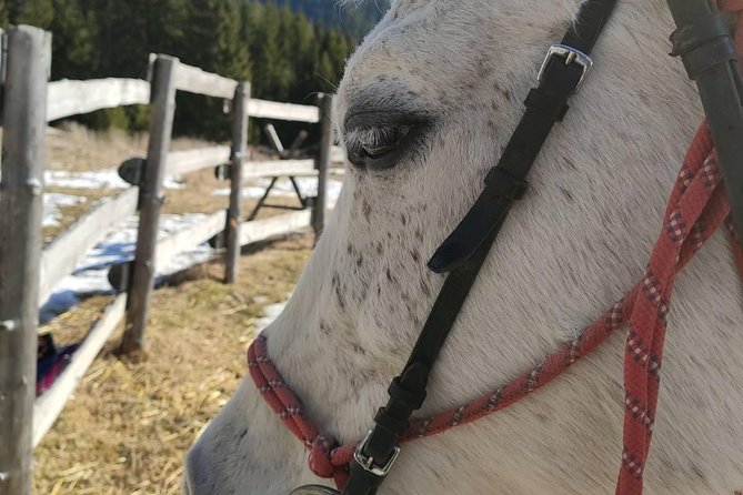Private Horseback Riding the Rila Range - Practical advice for a smoother morning