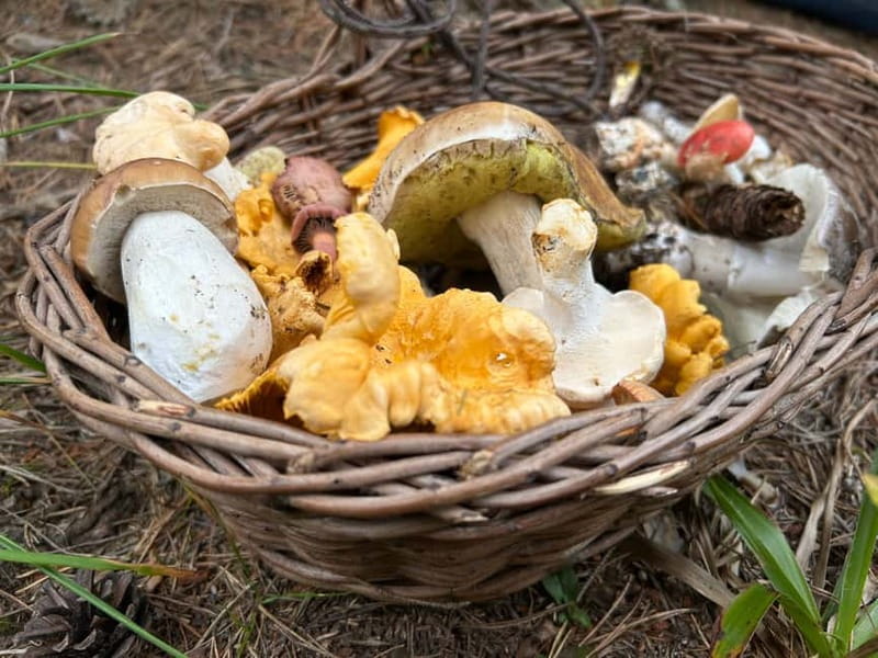 Sofia: Culinary Adventure To The Fungi And Botanical Kingdom - Key points to know before you book