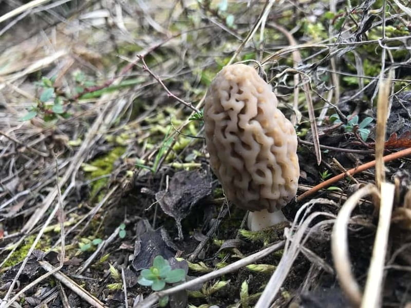 Sofia: Culinary Adventure To The Fungi And Botanical Kingdom - Leaving Sofia for the Lozen Mountain woods