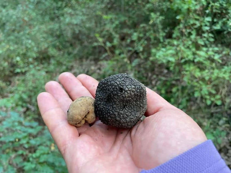 Sofia: Culinary Adventure To The Fungi And Botanical Kingdom - Is $90 a fair price?