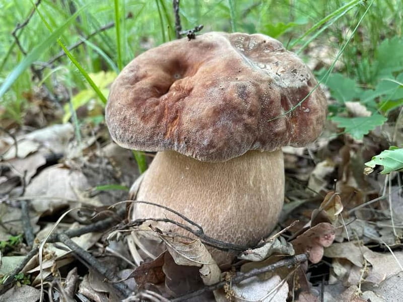 Sofia: Culinary Adventure To The Fungi And Botanical Kingdom - Practical preparation for the four-hour outing
