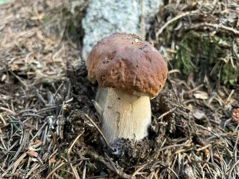 Sofia: Culinary Adventure To The Fungi And Botanical Kingdom - The good and the less convenient parts