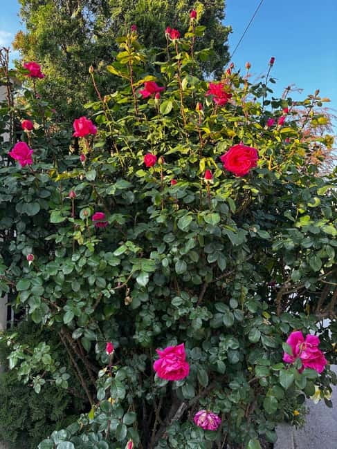 Sofia – Kazanluk Rose Valley & Oil Distillery Tour - Why the Rose Valley is worth the long ride