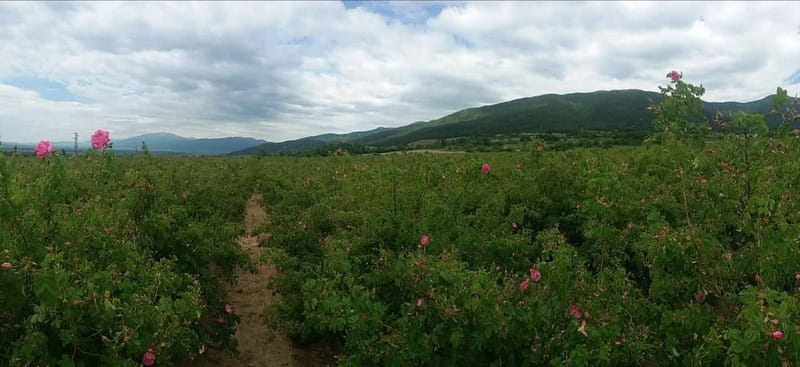 Sofia – Kazanluk Rose Valley & Oil Distillery Tour - Who should book this Rose Valley day trip?
