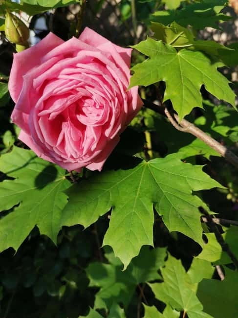 Sofia – Kazanluk Rose Valley & Oil Distillery Tour - Leaving Sofia at 8:00 a.m.
