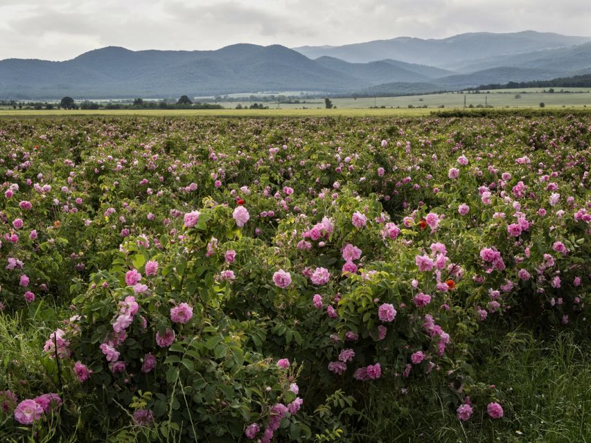 Sofia, Plovdiv, and The Rose Valley in 2 Days - Key points to know before booking