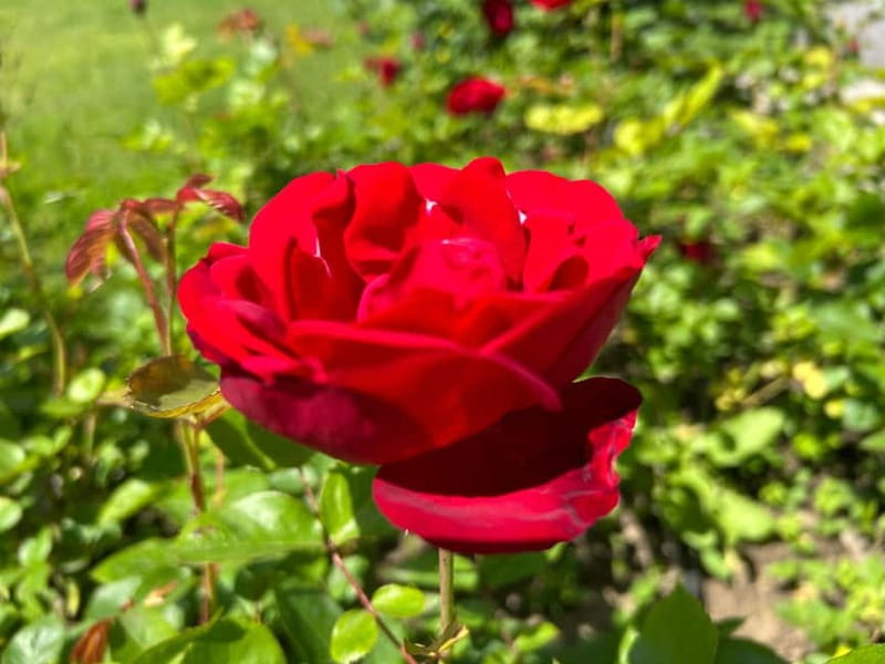 Sofia:The Highlights of Bulgaria - Rose Valley and Buzludzha - Who should book this Bulgaria excursion?