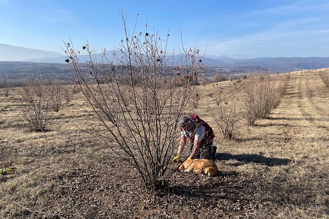 Truffle Hunting in Kyustendil - How the timing and group size shape the day