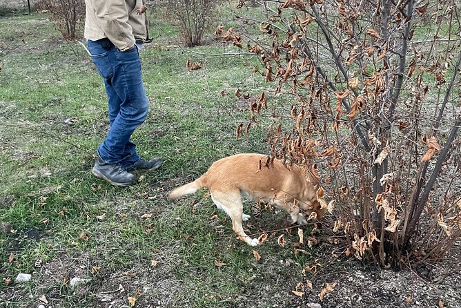 Truffle Hunting in Kyustendil - Following Claire beneath the hazel bushes